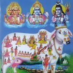 సృష్టి సంరక్షణ లో భారతీయ ఆవు